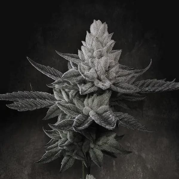 Chem Cake > Paradise Seeds | Feminized Cannabis   |  Indica